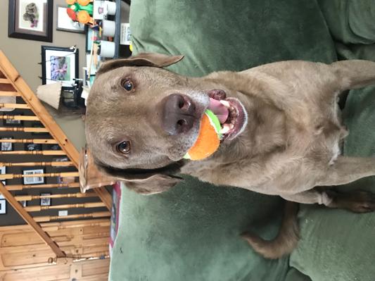Gman loves the squeaker