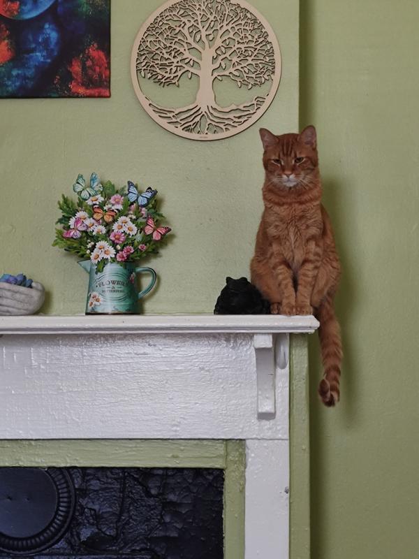 Cat tax. No, he isn't supposed to be there.