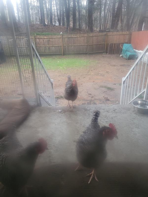 Ladies looking for their treat!