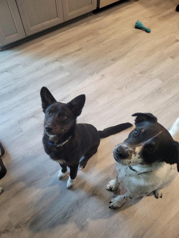 We are ready for the awesome smelling treat mom!