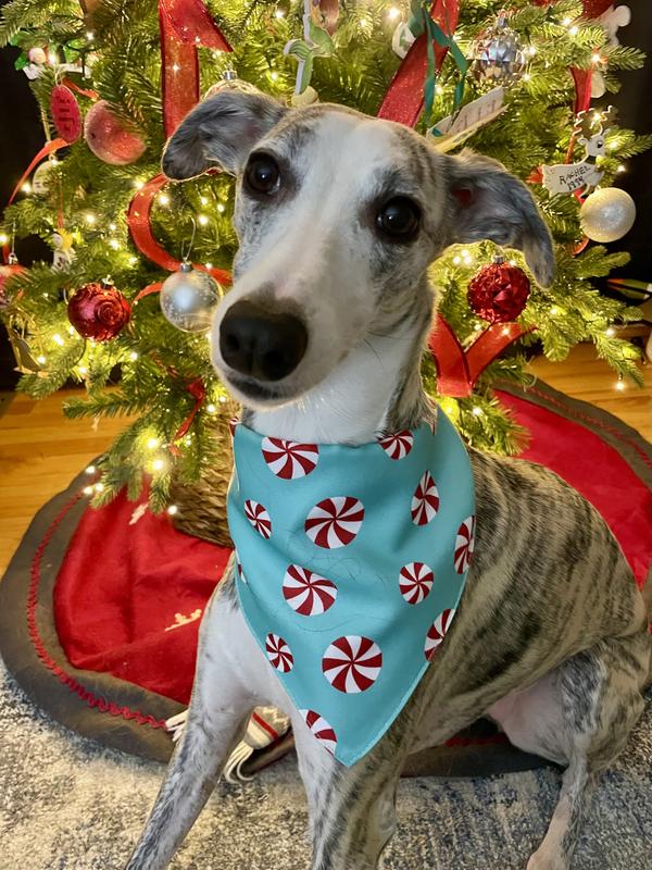 With bandana rolled twice