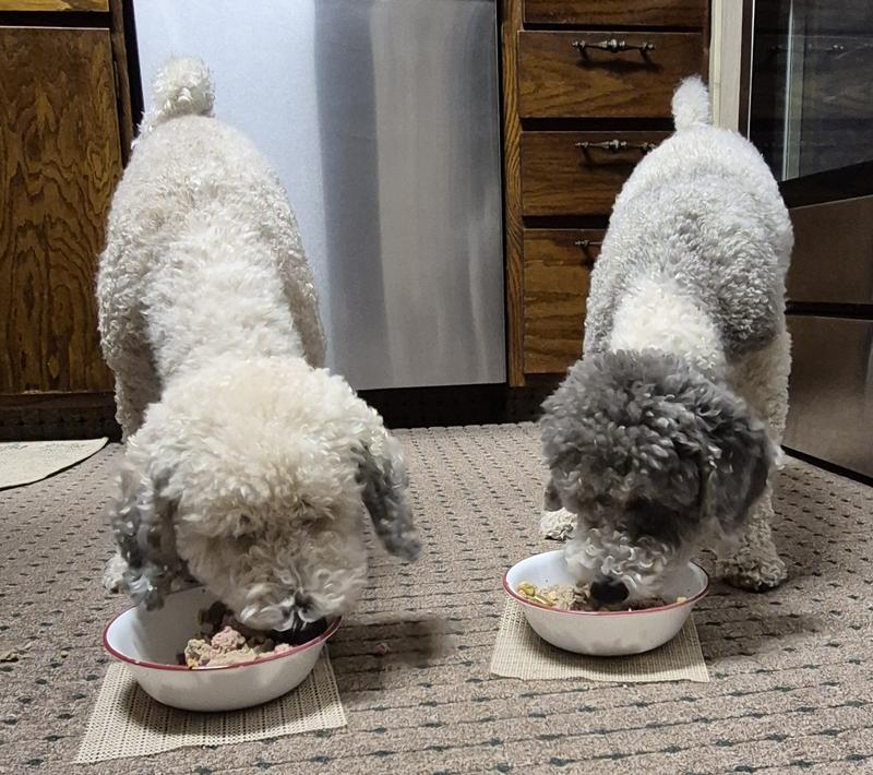 Hank and Charlie loving "The just for dogs sampler pack.
