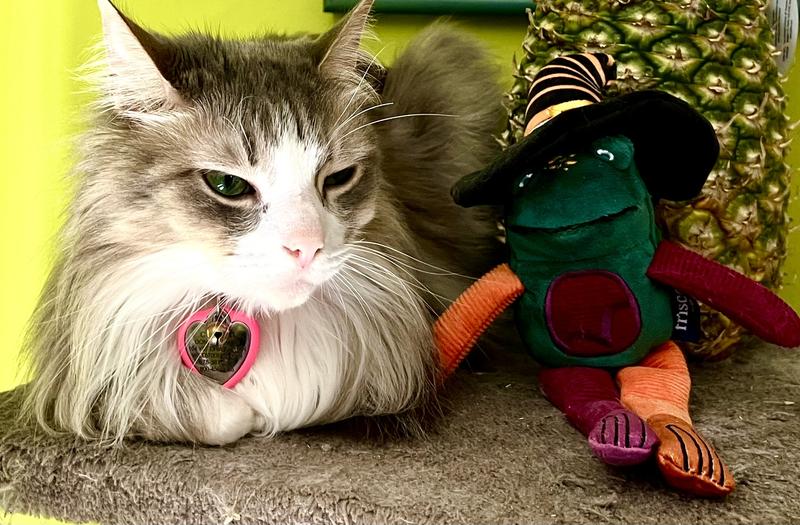 Frisco Spring Party Hat Kickers Cat Toy with Catnip