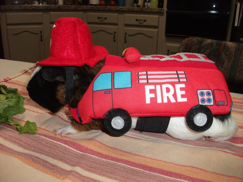 Guinea pigs in firetruck costume.