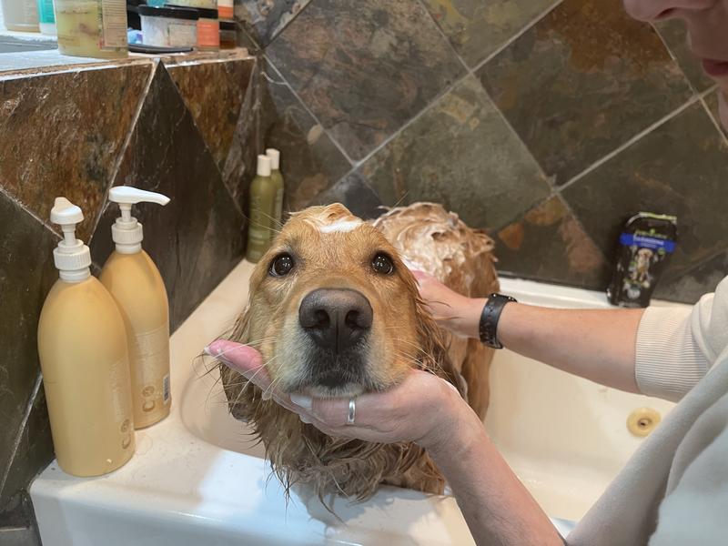 Sozo doesn't appreciate baths but she lathered up easily.