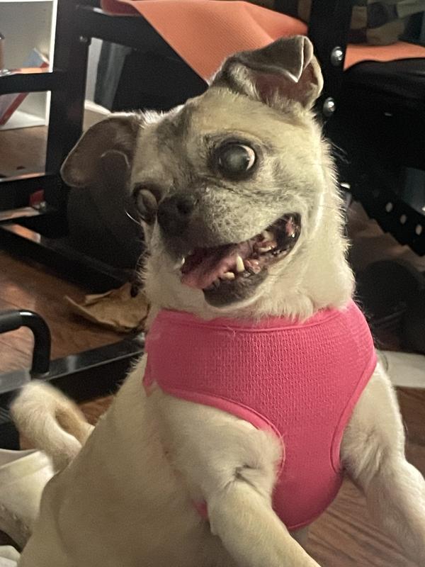 She is waiting to get her treat