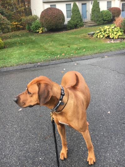 Peak physical condition.  Rhodesian Rigeback...FROMM, Lotus, Raw.