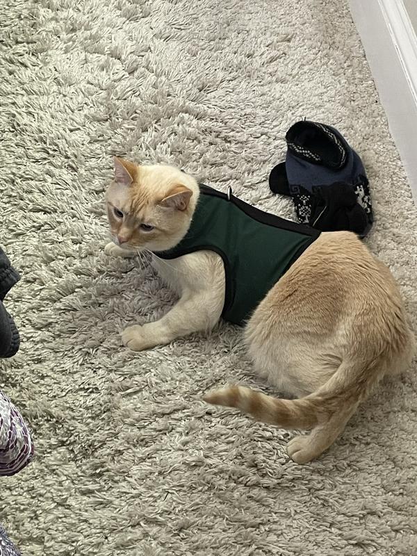 Cat shop holster harness