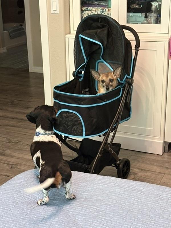 uppababy rumble seat jake VISTA RumbleSeat - Denny Red / Silver SAMSHIELD SMALL and the one Color:Huckleberry Diamond Fairfax Backpacks for Women