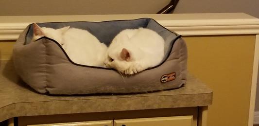 SNUGGLING TWINS