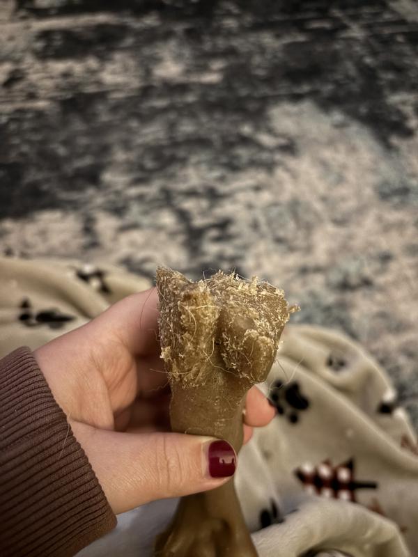 After ~2 hours of chew time with 2 Labradors, one which chews pretty intensely.