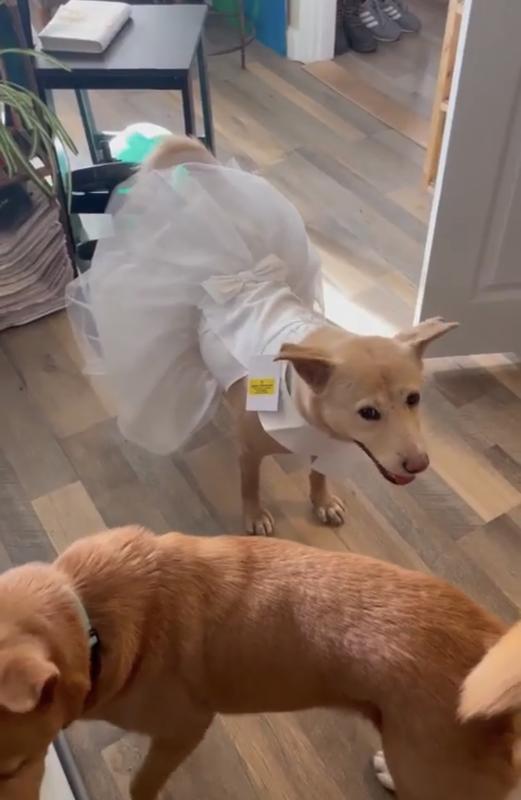 frisco, Dog, Dog Wedding Flower Girl Dress