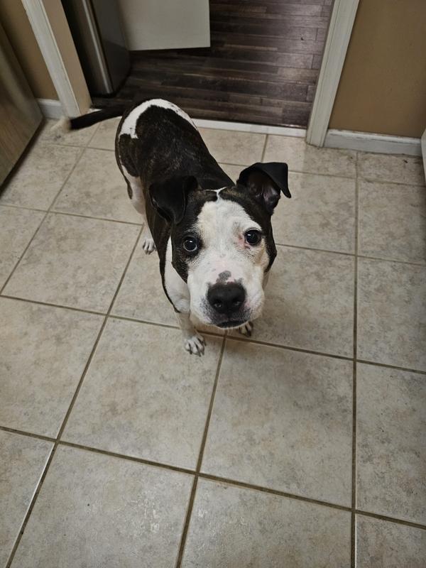 Tail wagging in post treat happiness