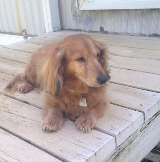 Charlie man. 12 years young. My best friend and spoiled paw kid.