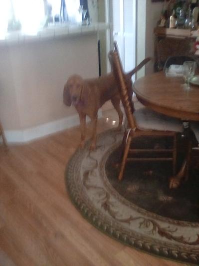 Chloe, heading to the foyer to check for Chewy boxes.