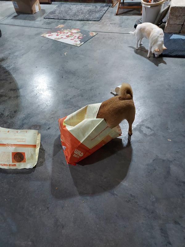 You can tell that Bentley knows....this is his food.