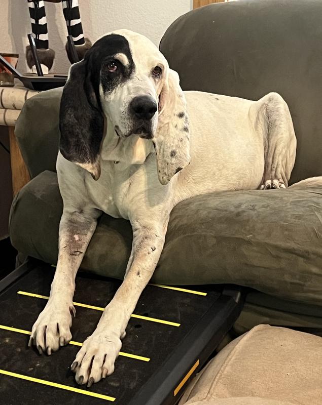 Virgil enjoying being able to get on the couch again