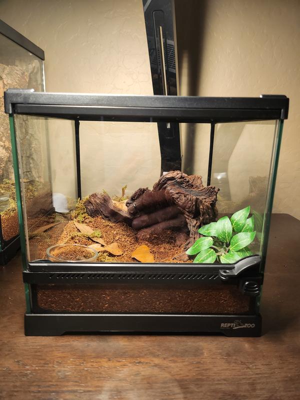 Terrestrial tarantula tank setup