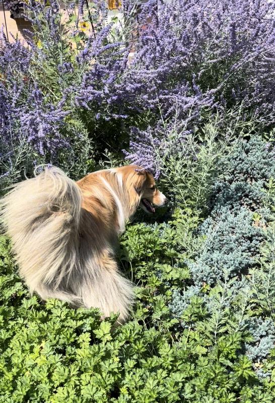 Grissom hunting in the front garden…