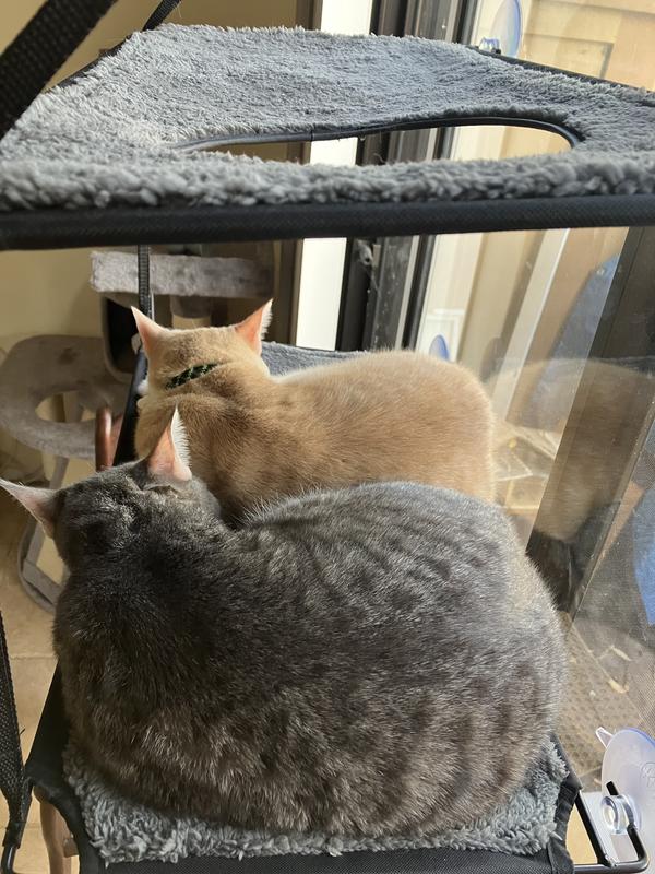 Replacement Covers K&H PET PRODUCTS EZ Mount Kitty Sill With Cat