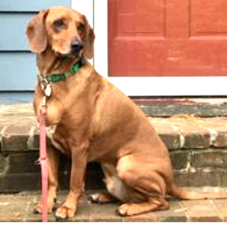 Cooper at his ideal weight and what we are striving to get back close to.