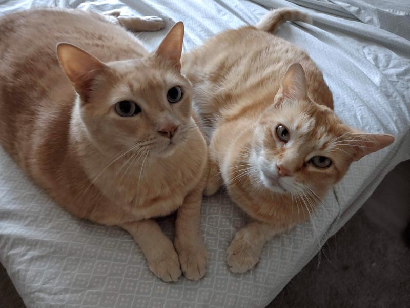 Chico (25 lbs) and Cheddar