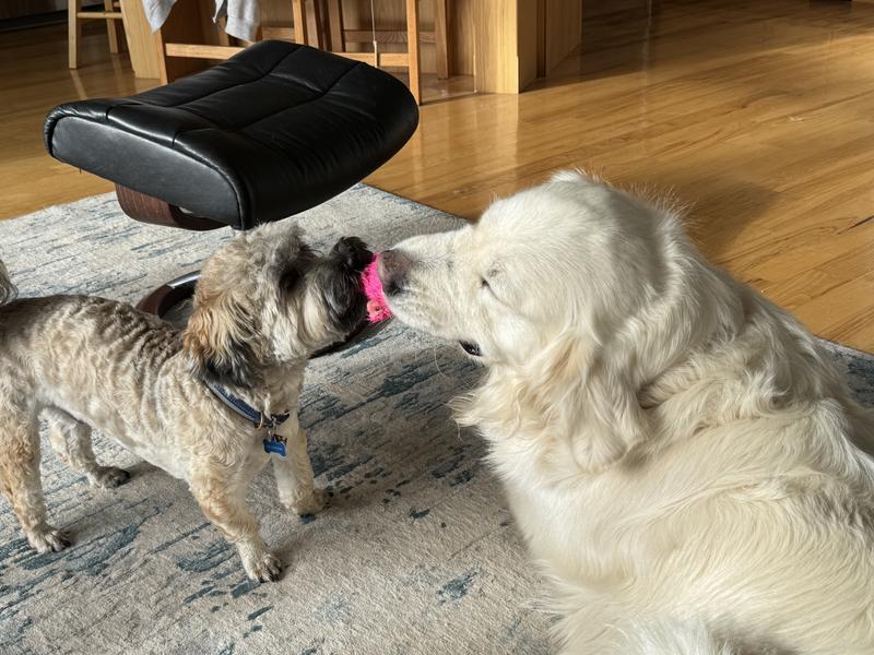 It’s mine. No it’s mine!