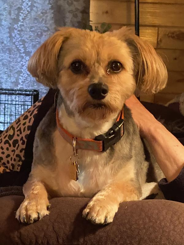 BLUE BUFFALO Health Bars Baked with Pumpkin & Cinnamon Dog Treats, 16oz