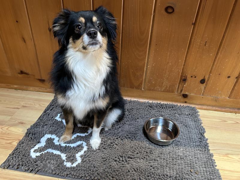 Toy Australian shepherd (17 lbs)