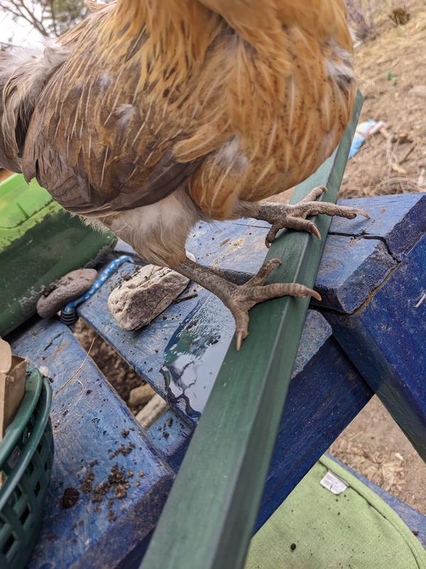 Adult bantam egger on one of two provided roosting bar