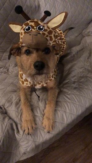 Dog giraffe costume clearance xl