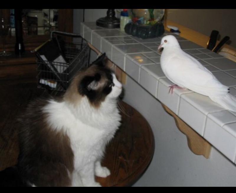 Presouz and Sweetie Dove