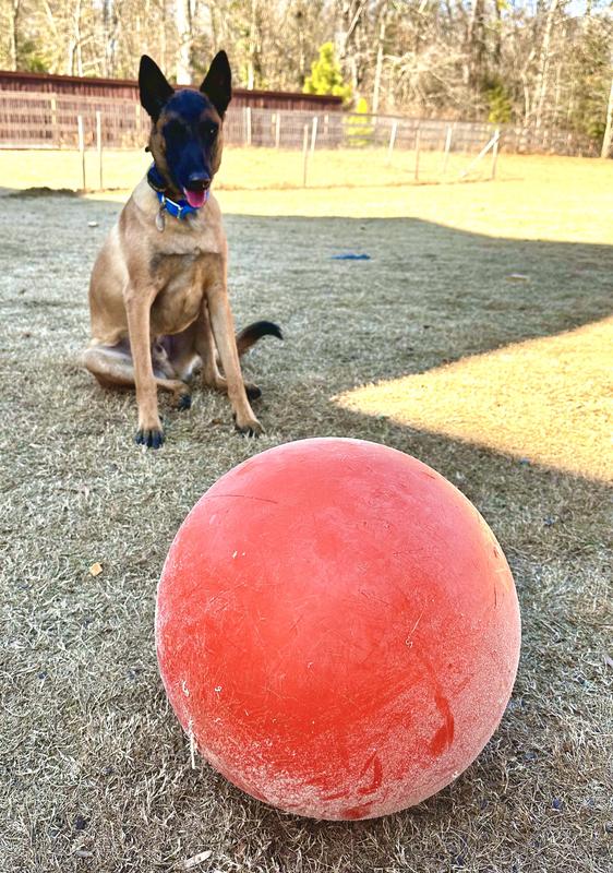 TIHOPAR thiopar dog toys balls, herding ball for dogs,almost indestructible  dog ball, outdoor christmas durable