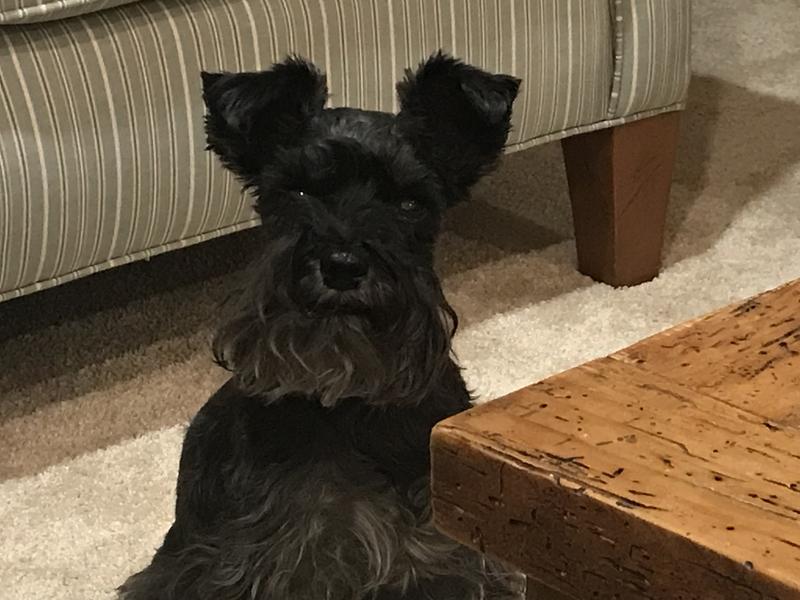 VETSULIN (porcine insulin zinc suspension) U40 Injectable for Dogs