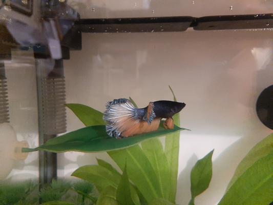 Betta leaf bed hotsell