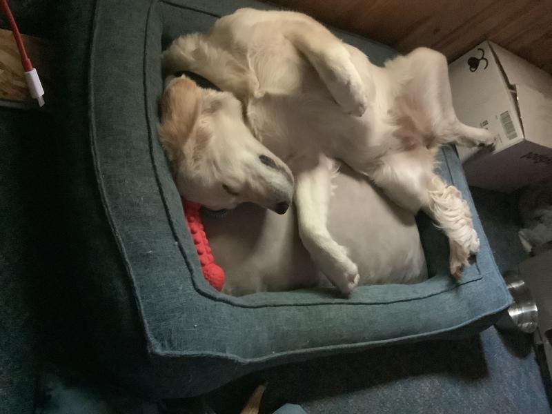 That’s one content dog.