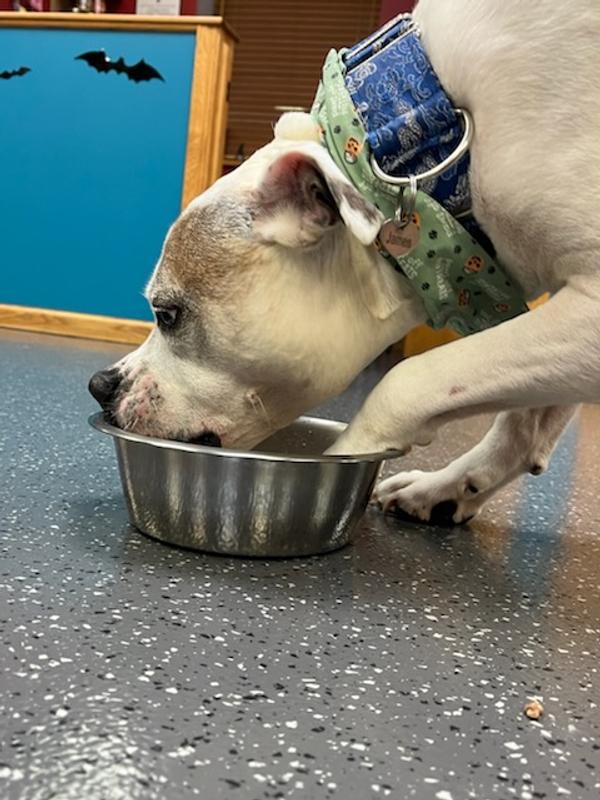 Pinning the bowl down so he can make sure to get any food particles around the edges