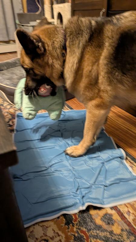 My GSD with her new squeaky toy