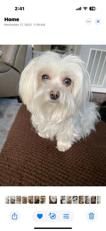 Our dogs love these treats!!