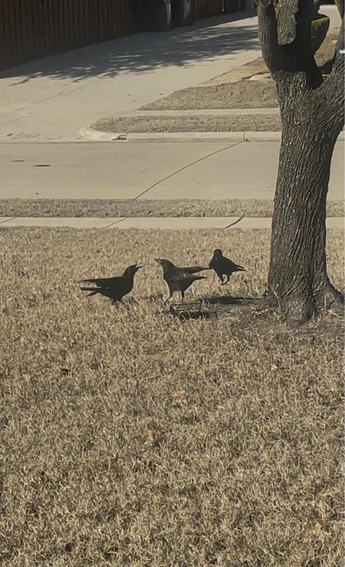 Crows arguing for peanuts.