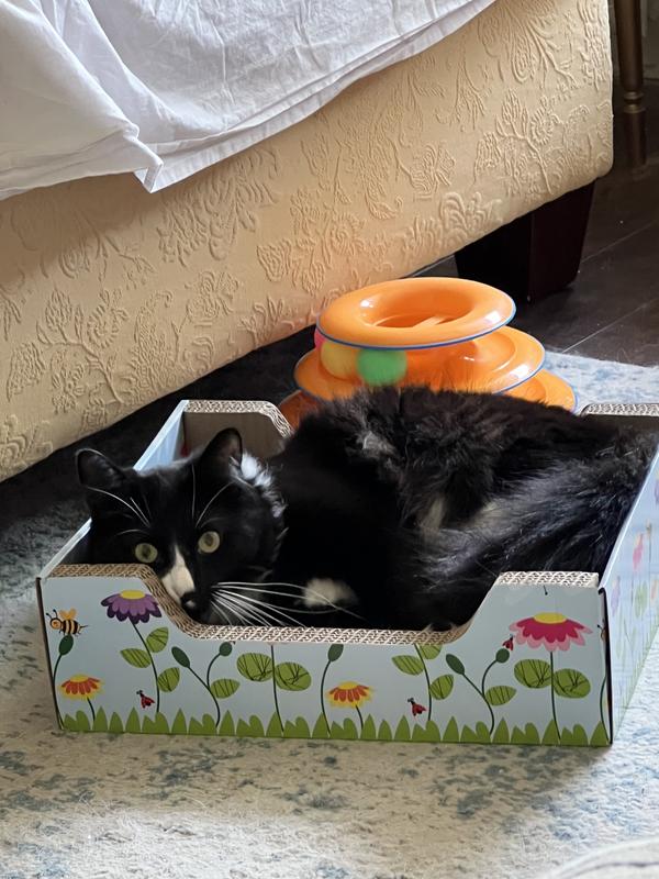 Snug as a little black bug….