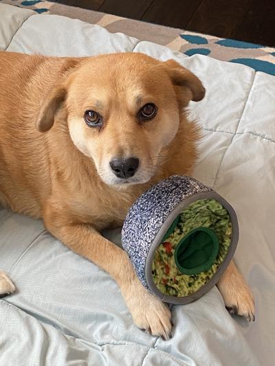 Playing with the bowl. Perhaps wondering where the lime has gone.