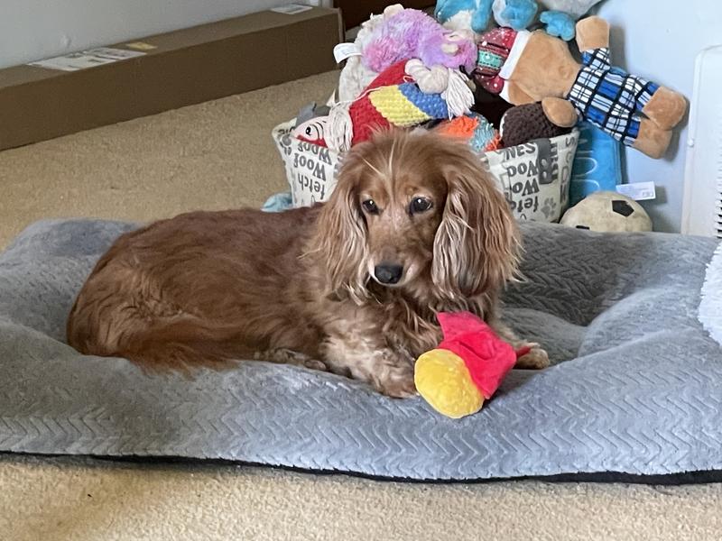 Tootsie enjoyed them!