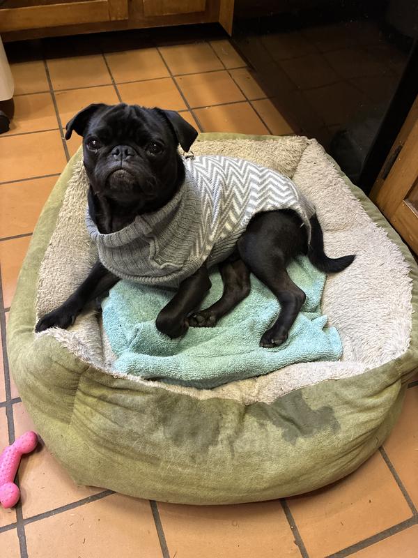 Chachi is undersized for a pug due to liver issues. We love him!🫶🏻