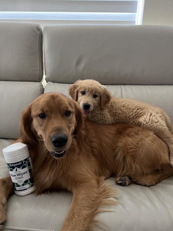 Siblings love Petpost Dog Paw Wipes!