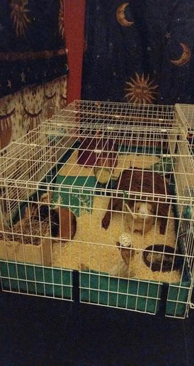 Midwest guinea shop pig cage divider