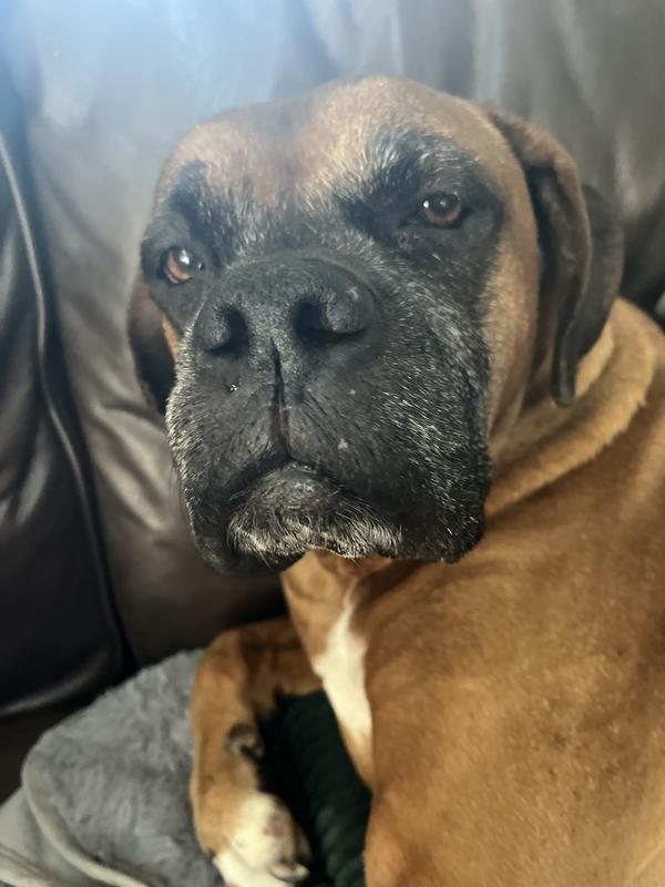 Tucker is 10 and has DM and FINN helps to keep his bowls moving