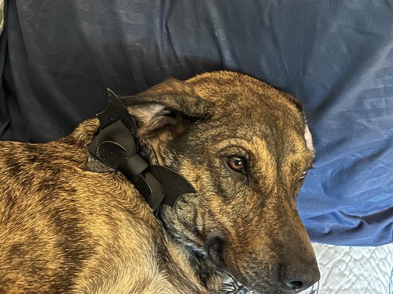 Cute but lost on the dark pup