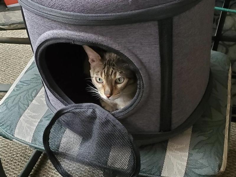 She stole his carrier!