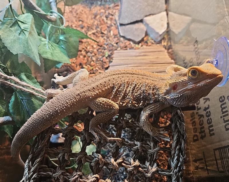 My sweet baby, Morpheus. Omg I love him so much 😍
